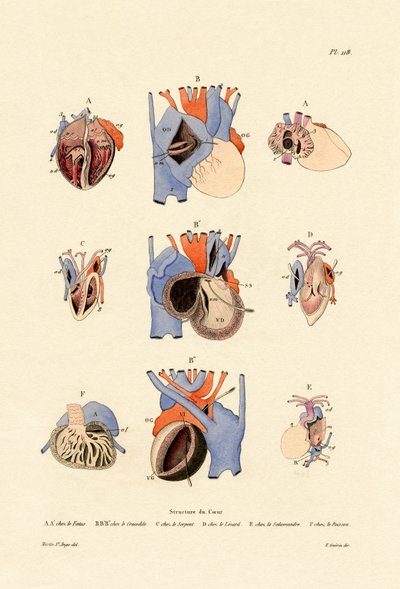 Struttura del cuore da French School